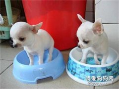 <b>饲养吉娃娃犬一定要注意的三大禁忌</b>