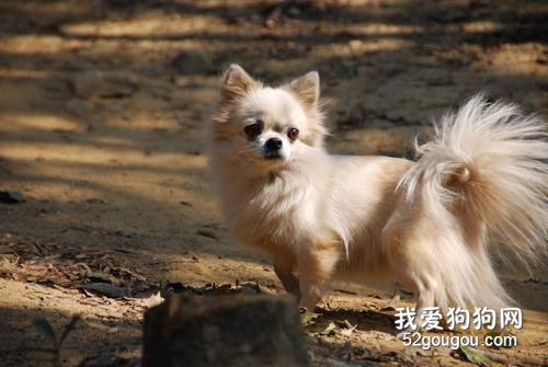 长毛吉娃娃犬怎么护理？