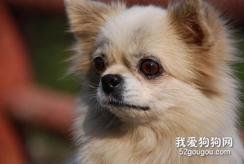 长毛吉娃娃犬怎么护理？