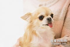 <b>那些食物不利于吉娃娃犬身体健康</b>