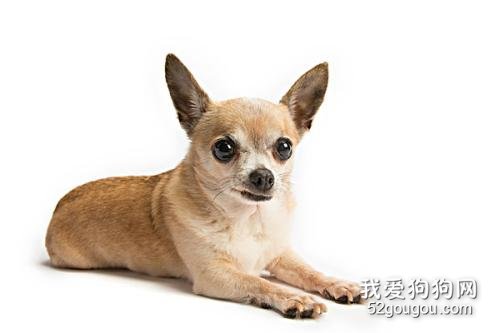 那些食物不利于吉娃娃犬身体健康