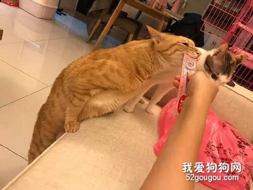 <b>这只橘猫为了吃，脚尖踮得老高了，被它这小jiojio，笑死了！</b>