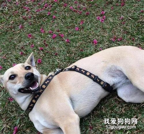 <b>当完兵就养你！小黄狗靠吃死鱼果腹，退伍那天他决定“打包”带回家！</b>