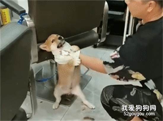 <b>小柴犬被活活拔掉牙齿后，施虐者：我是一个很喜欢狗的人...</b>