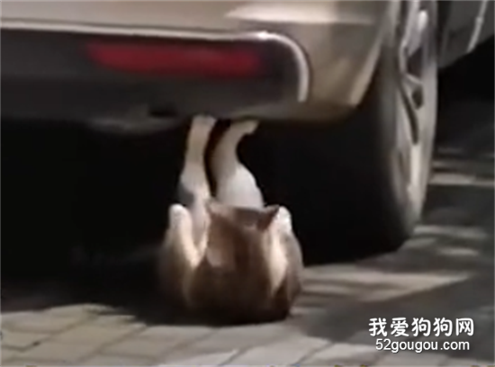 <b> 杀伤性不大，侮辱性极强！网友拍到一直猫在汽车下做仰卧起坐，网友的评论</b>
