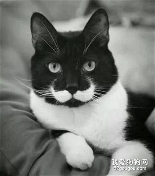 教你通过猫咪的胡子,来判断它的心情