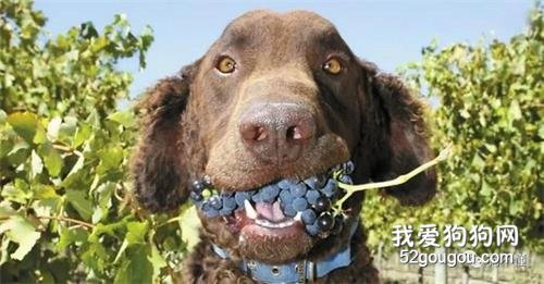 为什么狗不能吃葡萄？答案是...