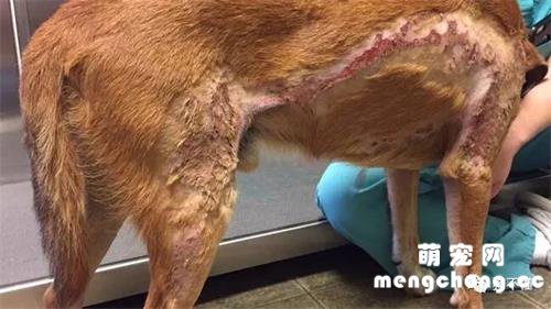 狗狗被烫伤怎么办?