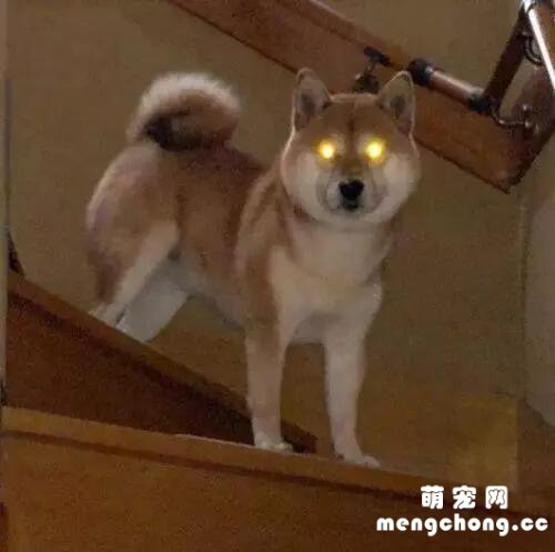 为什么说，狗狗都是“近视眼”？