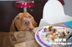 <b>如何纠正狗盯着你吃饭的行为？</b>