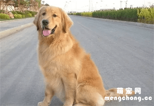 10岁以上老年犬吃什么狗粮？