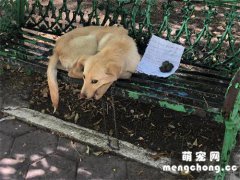 <b>狗狗被弃养，趴在长椅上不吃不喝等待主人来接，纸条内容令人心酸</b>