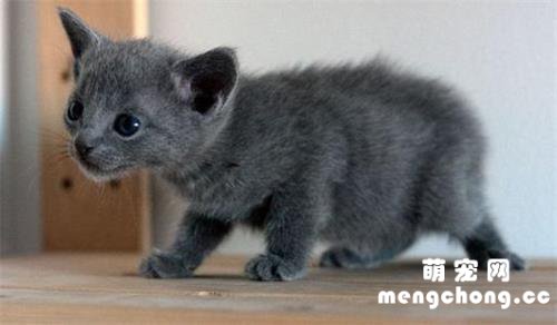 一个月的小猫吃什么?