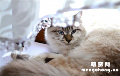 怎么让猫适应新猫砂?