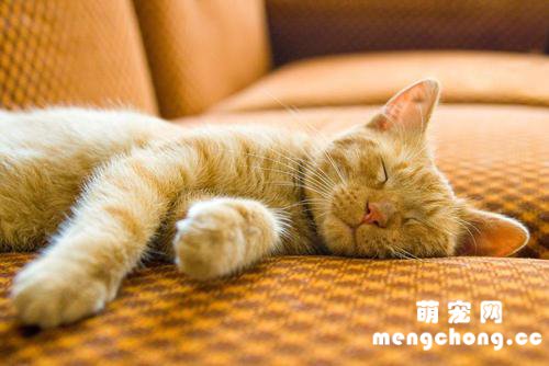 猫咪一天睡几个小时?
