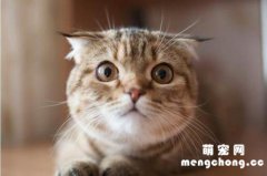 <b>小猫一个月可以出窝吗？</b>