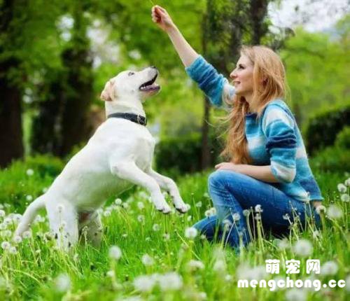 如何树立主人的威信—适用于中大型犬