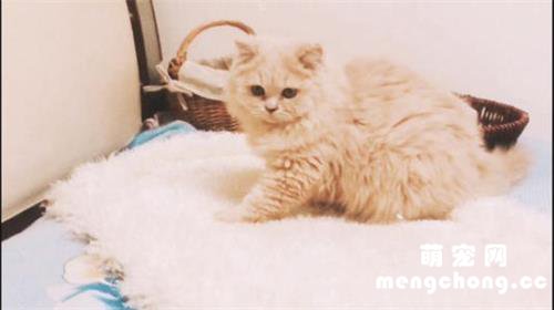 猫咪尿闭症状有哪些?
