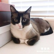 <b>猫藓长到嘴巴旁边怎么涂药</b>