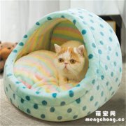 <b>怎样训练猫睡自己的窝？</b>