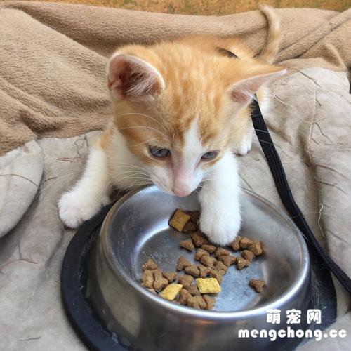 猫咪护食怎么纠正?
