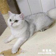 <b>一个月银渐层猫的饲养方法</b>