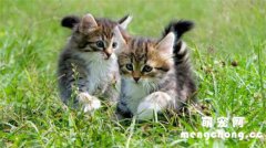 <b>快速让猫信任新主人的方法</b>
