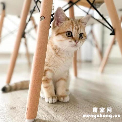 快速让猫信任新主人的方法