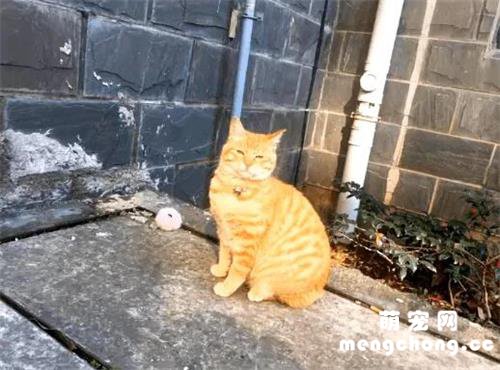 <b>橘猫被弃养后，一直守在楼下，年复一年的等主人回心转意</b>