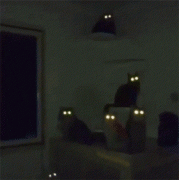 <b>请不要在晚上逗猫，这样子怪吓人的！</b>
