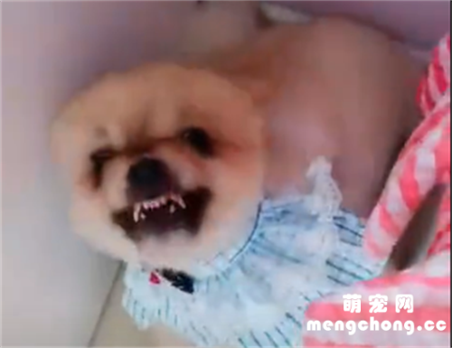 <b>狗子不吃药，主人给它配上这个声音后，哈哈哈笑死了.....</b>