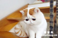 <b>小猫送走怎么安抚母猫</b>