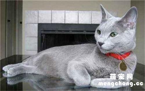 猫隐睾最晚什么时候掉下来?