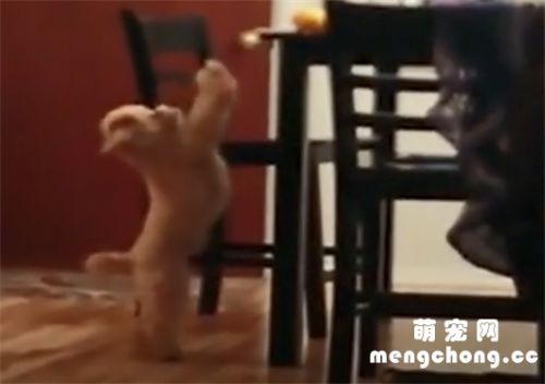 <b>这就是笨泰迪和聪明泰迪的区别，智商碾压啊！</b>