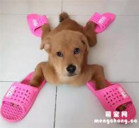 田园犬拆家被主人惩罚，然而看到惩罚方式后，笑喷了！