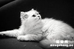 猫叫春为什么不能打？