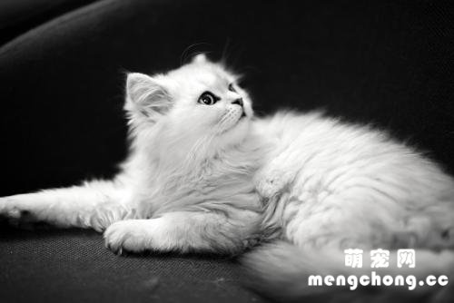 猫叫春为什么不能打?