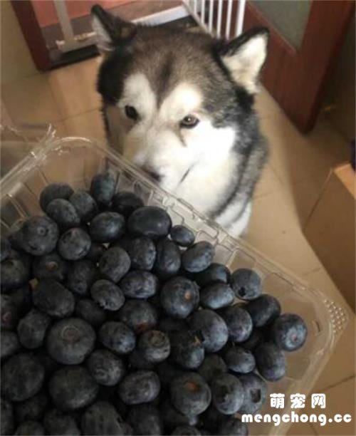 既受狗狗欢迎又能抗癌，这16种食物对狗狗来说营养价值超高！