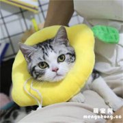<b>公猫绝育要带多少天脖圈？</b>