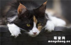 <b>猫咪产后快速补钙的方法</b>