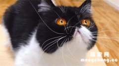 <b>猫咪胡子掉了什么原因</b>