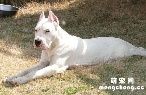 杜高犬纯不纯从哪里看?