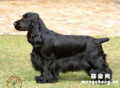 <b>英国可卡犬和美国可卡犬区别</b>