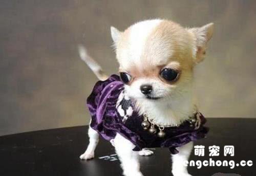 茶杯犬怎么样好养吗？