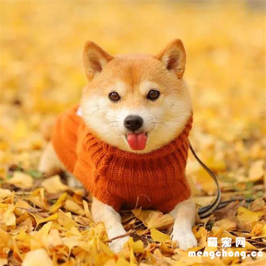 <b>柴犬和落叶，狗狗，诗意…</b>