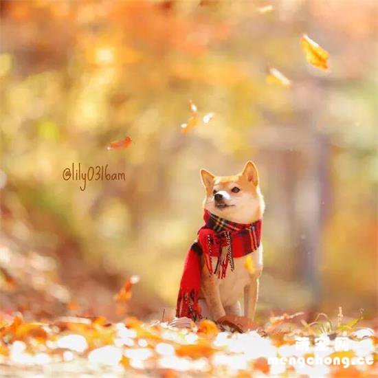 柴犬和落叶，狗狗，诗意…