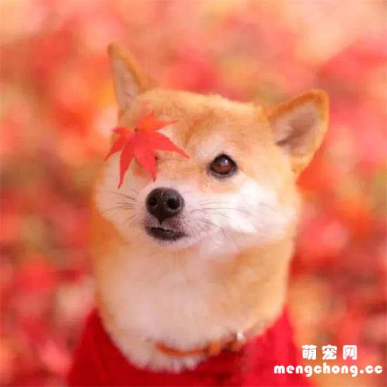 柴犬和落叶，狗狗，诗意…