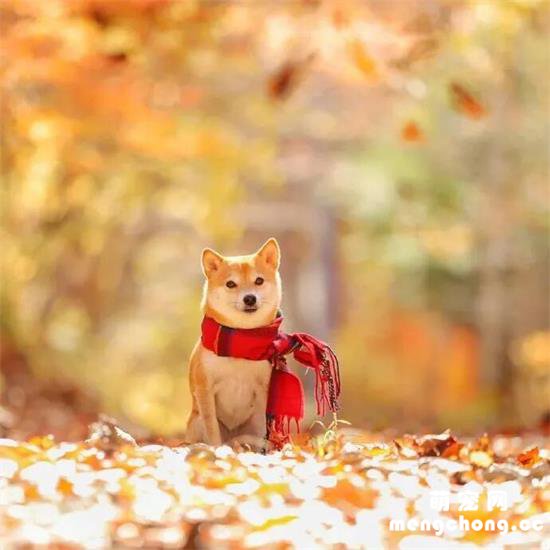 柴犬和落叶，狗狗，诗意…