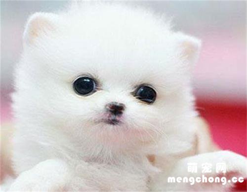 茶杯犬为什么那么小?
