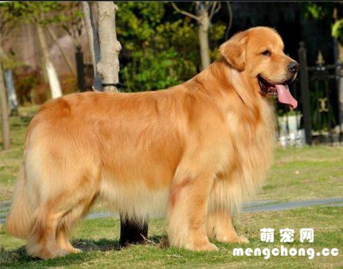 爱尔兰雪达犬和金毛犬的区别